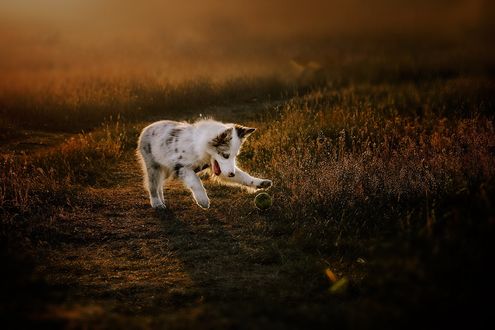 Обои на рабочий стол Щенок породы бордер-колли на тропинке играет с мячиком