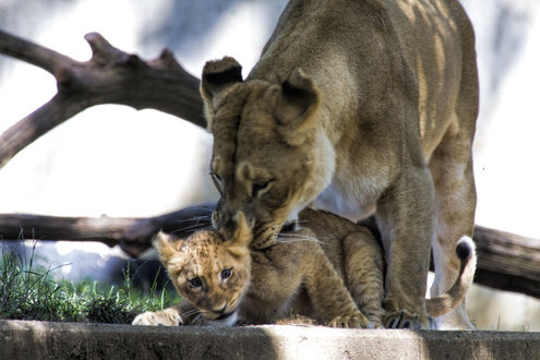 Обои на рабочий стол Львица со своим детенышем в National Zoological Park. Washington / национальном зоопарке в Вашингтоне, by Ken_from_MD