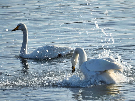 Обои на рабочий стол Лебеди на воде