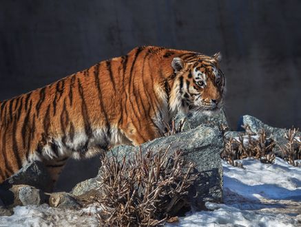 Обои на рабочий стол Амурский тигр на природе, фотограф Олег Богданов