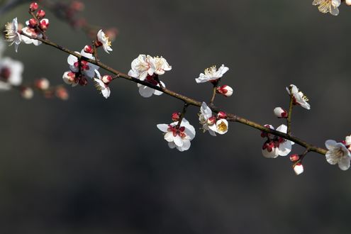 Обои на рабочий стол Весенняя цветущая ветка сливы, by HeungSoon