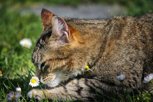 Кот в поле картинка