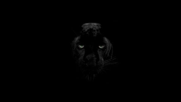 Черная пантера 4к