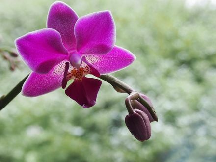 Обои на рабочий стол Розовая орхидея с бутонами на размытом фоне, by Sr. M. Jutta