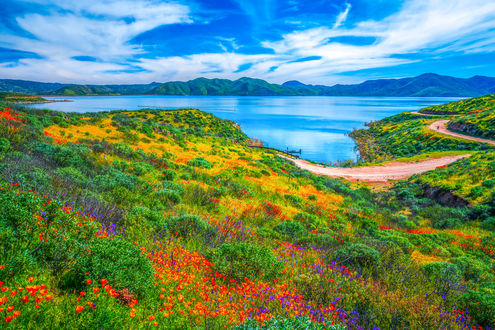 Обои на рабочий стол Полевые цветы в Diamond Valley Lake Hemet, California / Алмазной долине перед озером Хемет, Калифорния, by Heros Odyssey Mythology Photography