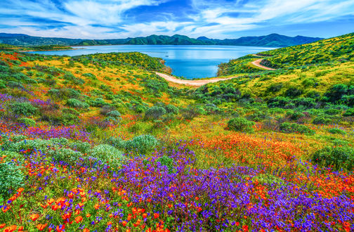 Обои на рабочий стол Полевые цветы в Diamond Valley Lake Hemet, California / Алмазной долине перед озером Хемет, Калифорния, by Heros Odyssey Mythology Photography