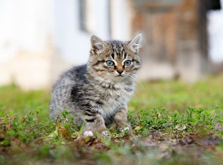 Обои на рабочий стол Серый полосатый котенок сидит на лужайке, фотограф Илья Гарбузов