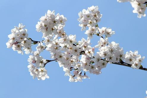 Обои на рабочий стол Весенняя цветущая ветка вишни, by HeungSoon