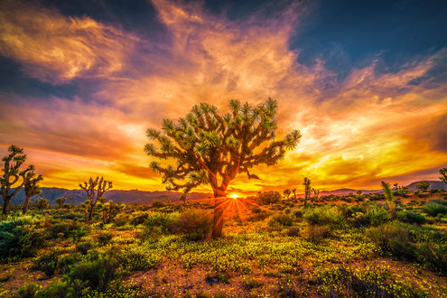 Обои на рабочий стол Красивый закат в Joshua Tree National Park Wildflower Superbloom / Национальном парке Джошуа Три, by Heros Odyssey Mythology Photography