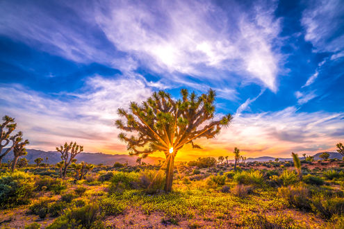 Обои на рабочий стол Красивый закат в Joshua Tree National Park Wildflower Superbloom / Национальном парке Джошуа Три, by Heros Odyssey Mythology Photography