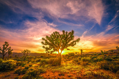 Обои на рабочий стол Красивый закат в Joshua Tree National Park Wildflower Superbloom / Национальном парке Джошуа Три, by Heros Odyssey Mythology Photography