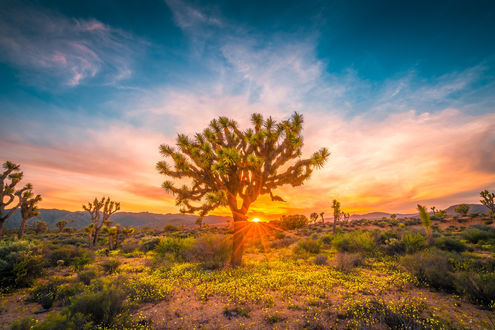 Обои на рабочий стол Красивый закат в Joshua Tree National Park Wildflower Superbloom / Национальном парке Джошуа Три, by Heros Odyssey Mythology Photography