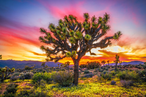 Обои на рабочий стол Красивый закат в Joshua Tree National Park Wildflower Superbloom / Национальном парке Джошуа Три, by Heros Odyssey Mythology Photography