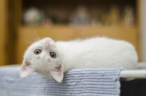 Обои на рабочий стол Белый котенок смотрит на нас вверх ногами