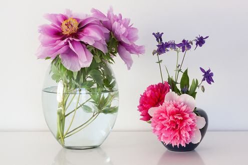 Обои на рабочий стол Цветы пионов и колокольчики в вазах на белом фоне, by stux