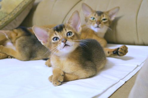 Обои на рабочий стол Котенок абессинской породы на размытом фоне кошки на диване, by Dmitry Tsapenko