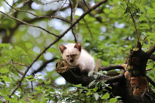 Обои на рабочий стол Сиамский котенок сидит на сучке дерева на размытом фоне, by Mari Vorobei