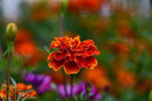 Обои на рабочий стол Цветок бархатца на размытом фоне, by fernando zhiminaicela