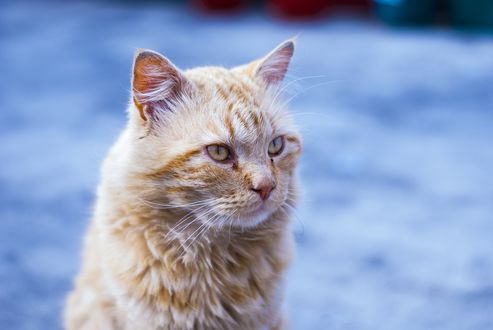 Обои на рабочий стол Рыжая кошка на размытом фоне, by fernando zhiminaicela