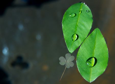 Обои на рабочий стол Капли воды на зеленых листьях на размытом фоне, by HeungSoon