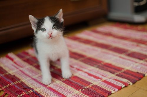 Обои на рабочий стол Котенок сидит на полу, by Daga_Roszkowska