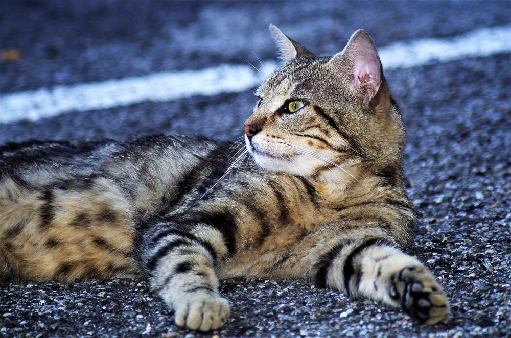 Обои для рабочего стола Серая кошка лежит на дороге, by aruggeri
