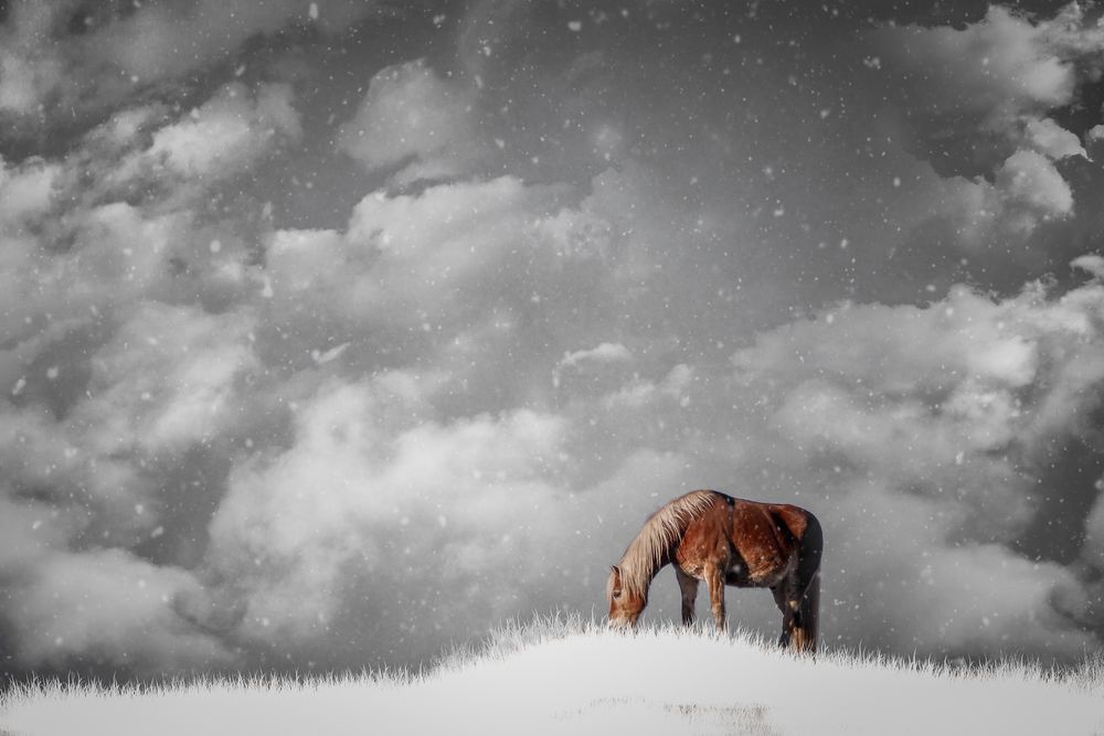 Обои для рабочего стола Лошадь пасется на заснеженном лугу под падающим снегом на фоне облаков, by Petra
