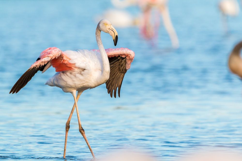 Обои для рабочего стола Розовый фламинго стоит в воде, расправив крылья, by TeeFarm