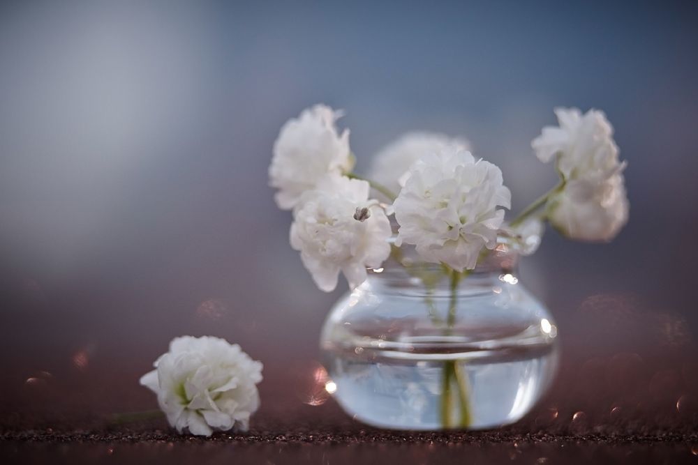 Обои для рабочего стола Белые нежные цветы в баночке с водой, фотограф Хаванова Юлия