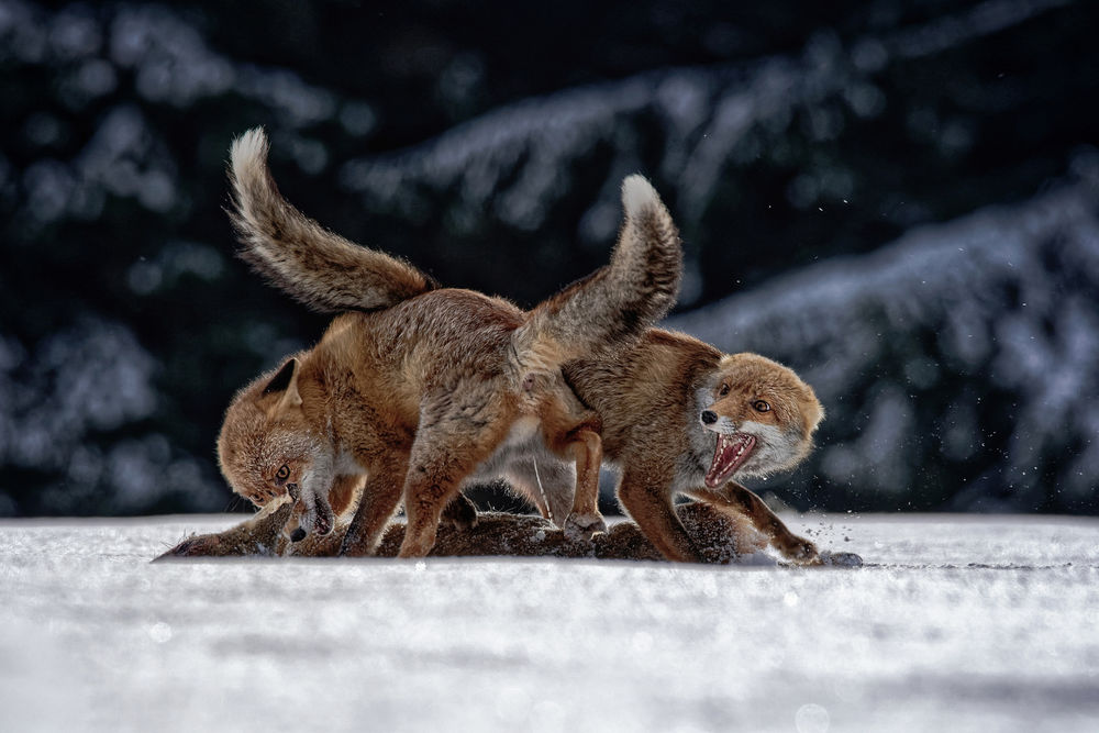 Обои для рабочего стола Дерущиеся лисы на снегу, by Michaela Firesovа