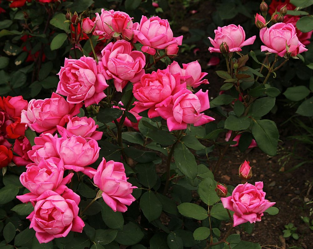 Обои для рабочего стола Розовые розы на кусте, by Charlottesville
