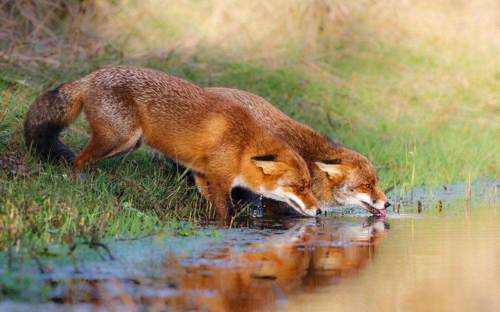 Обои для рабочего стола Две лисицы пьют воду из водоема