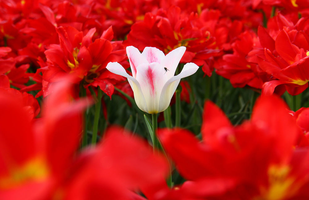 Красная бай. Красные тюльпаны картинки для рабочего стола. Обои белый тюльпан среди красных. Насек на тюльпаны. Tulip in Turkey foto.