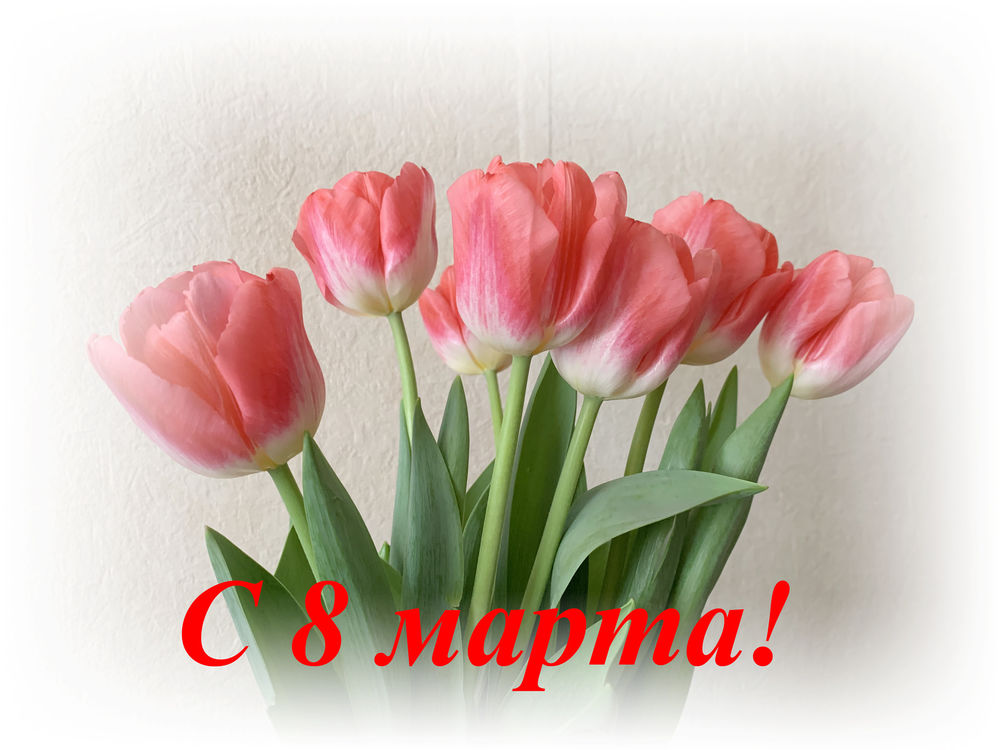 Обои для рабочего стола Розовые тюльпаны на светлом фоне, (с 8 марта! ), by Aleksandr Lapata