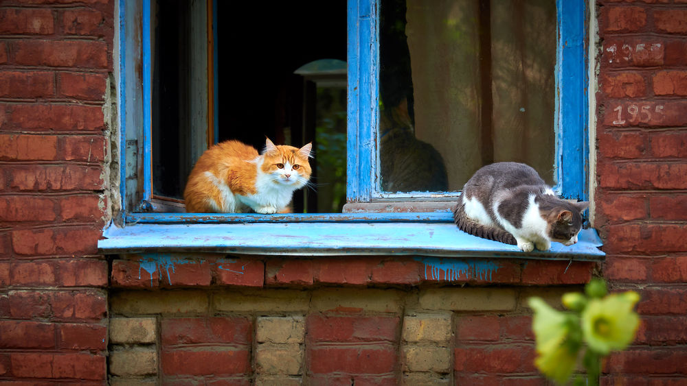 Обои для рабочего стола Рыжая с белым и серая с белым кошки сидят на окне