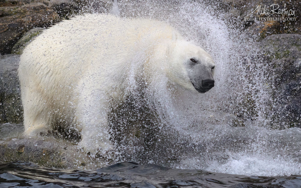 Обои для рабочего стола Белый медведь отряхивается от воды, фотограф Майк Рейфман