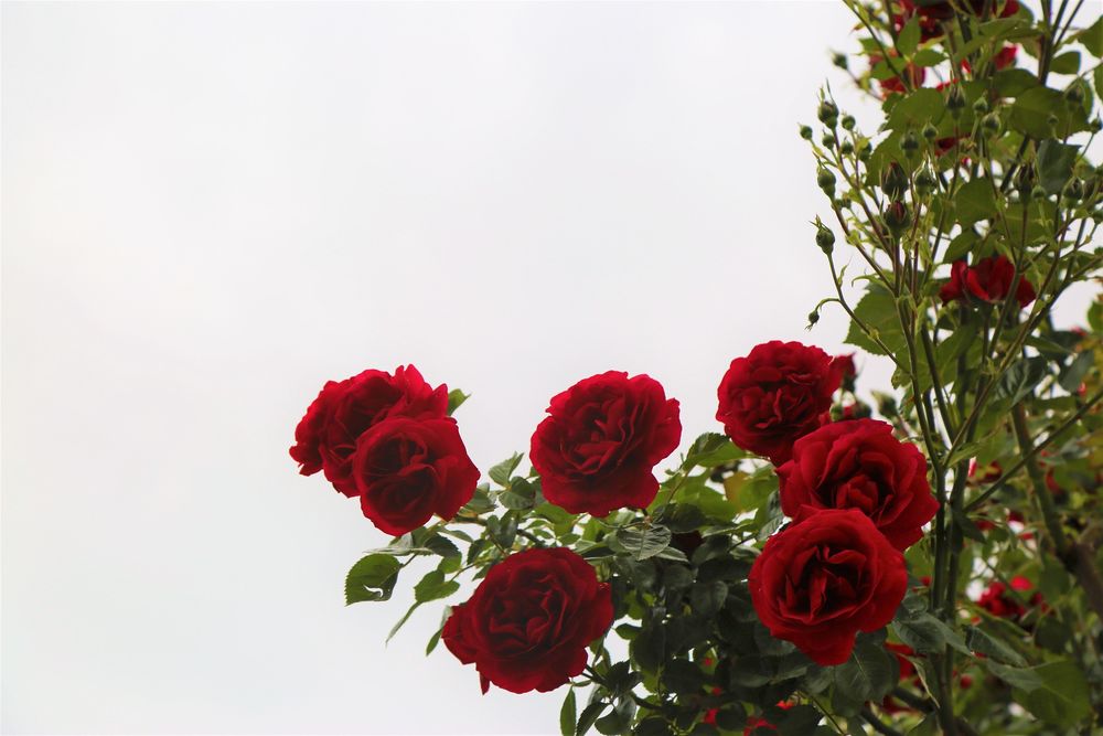 Обои для рабочего стола Куст с цветущими красными розами на белом фоне, by ekrem