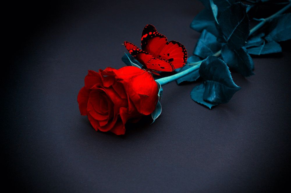 Обои для рабочего стола Красная роза и красная бабочка на темном фоне