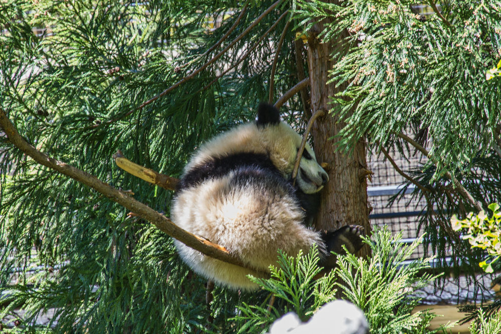 Обои для рабочего стола Панда на дереве в National Zoological Park. Washington / национальном зоопарке в Вашингтоне, by Ken_from_MD