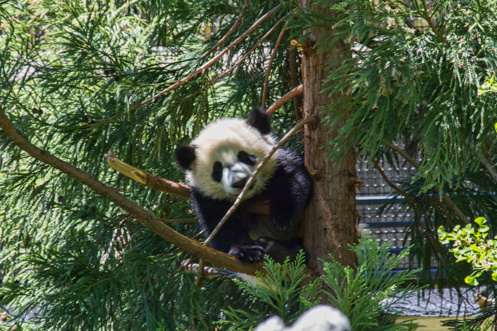 Обои для рабочего стола Панда на дереве в National Zoological Park. Washington / национальном зоопарке в Вашингтоне, by Ken_from_MD