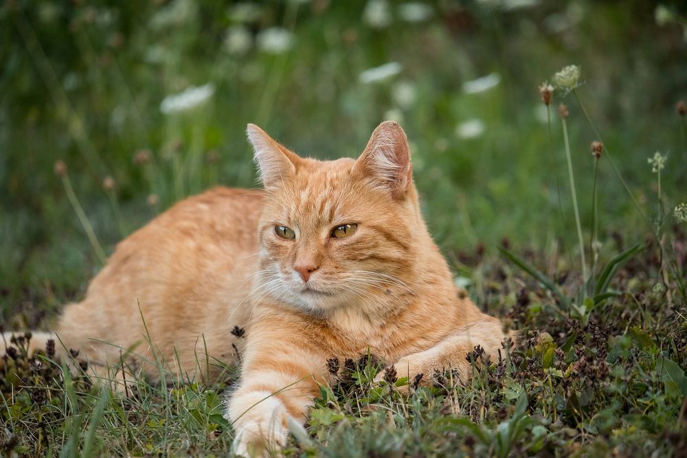 Кошка лежит под кроватью