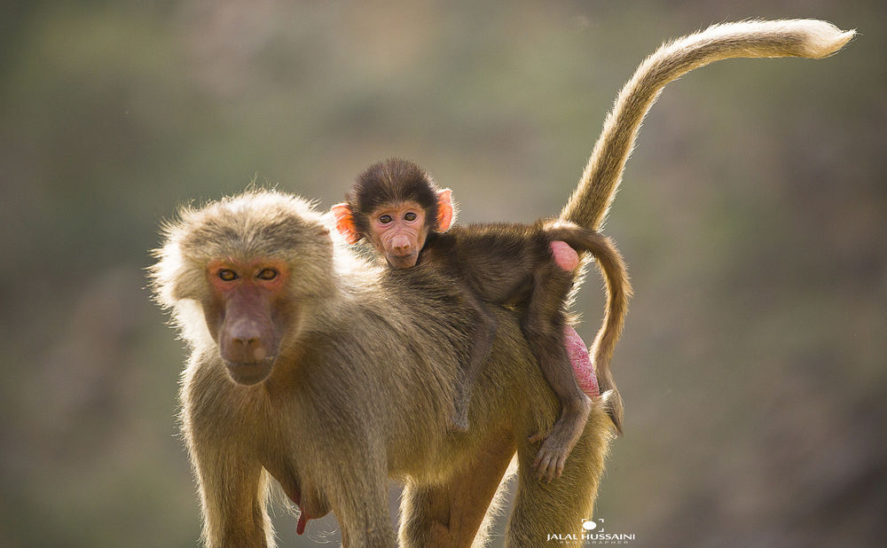 Обои для рабочего стола Мама-обезьяна со своим детенышем, by JALAL ALHUSSAINI
