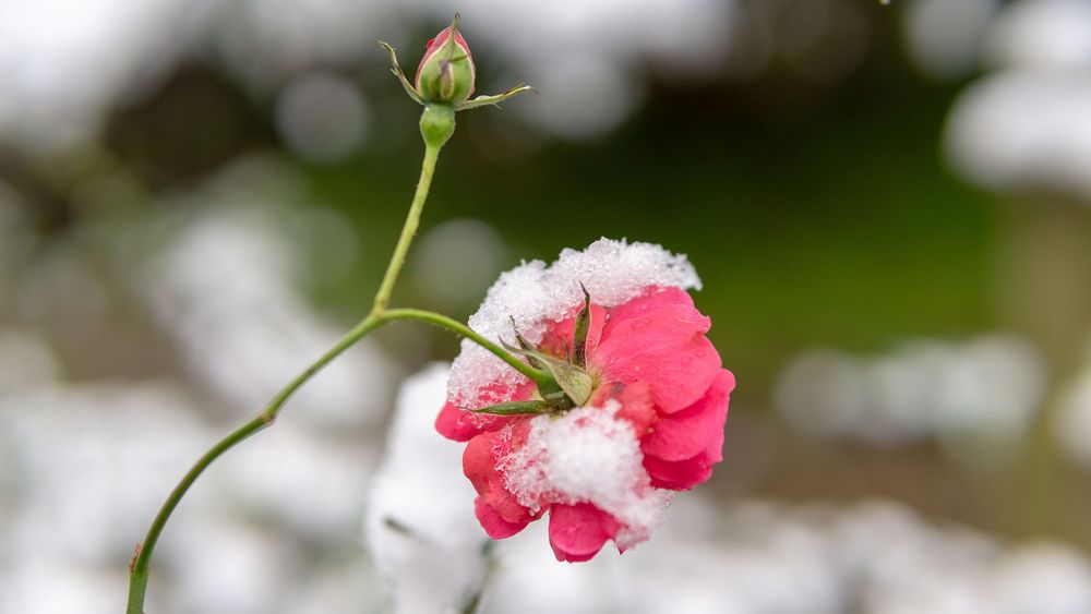 Обои для рабочего стола Розовая розав снегу на размытом фоне, by Zhong Peng