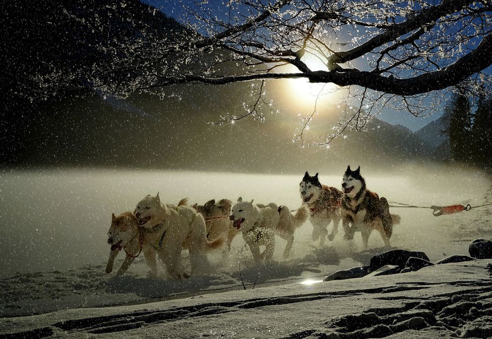 Обои для рабочего стола Сибирские хаски бегут по снегу в упряжке на фоне поднимающегося солнца, by cocoparisienne