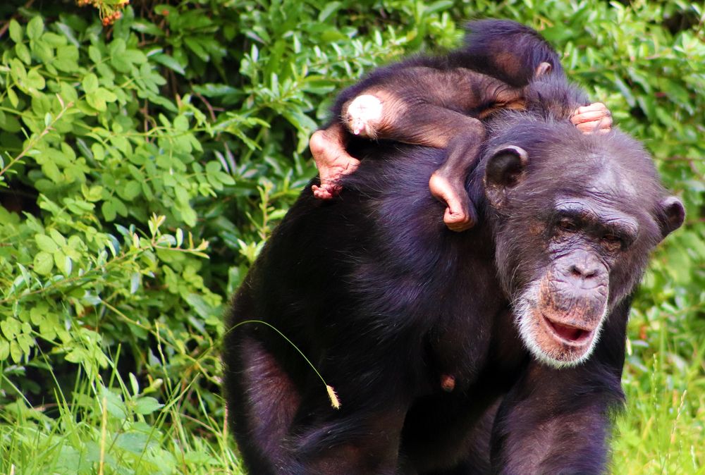 Фото для детей шимпанзе