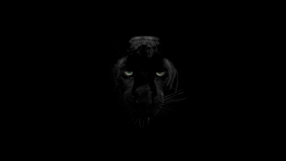 Обои для рабочего стола Черная пантера на темном фоне, by Toprak Babacan