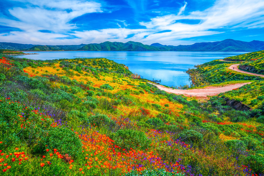 Обои для рабочего стола Полевые цветы в Diamond Valley Lake Hemet, California / Алмазной долине перед озером Хемет, Калифорния, by Heros Odyssey Mythology Photography