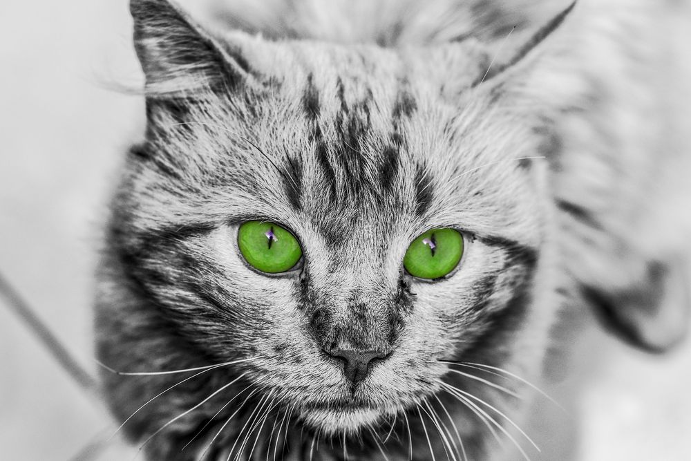 Обои для рабочего стола Черно-белый котенок с зелеными глазами, by fernando zhiminaicela