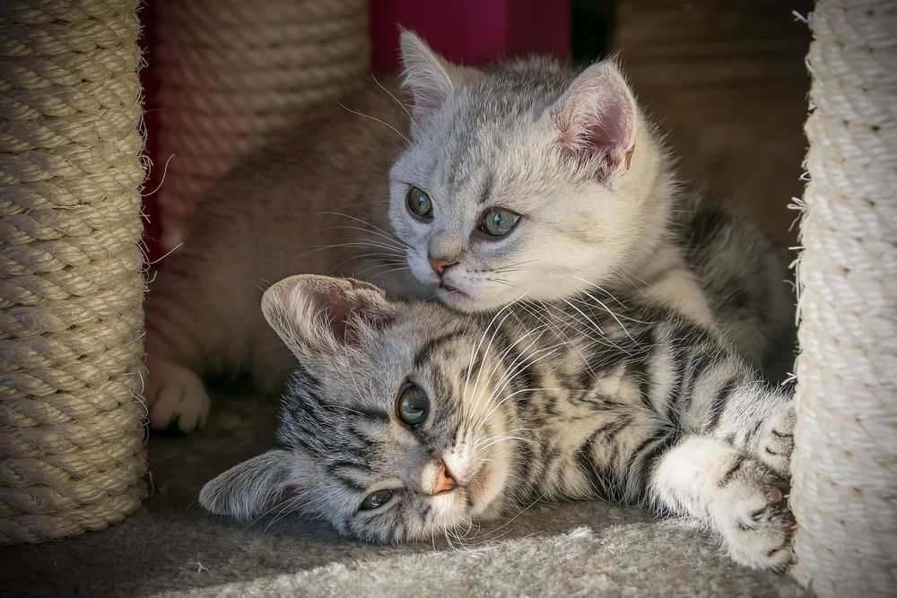 Обои для рабочего стола Серая кошка и котенок лежат на лежанке у когтеточек, by K. Kliche