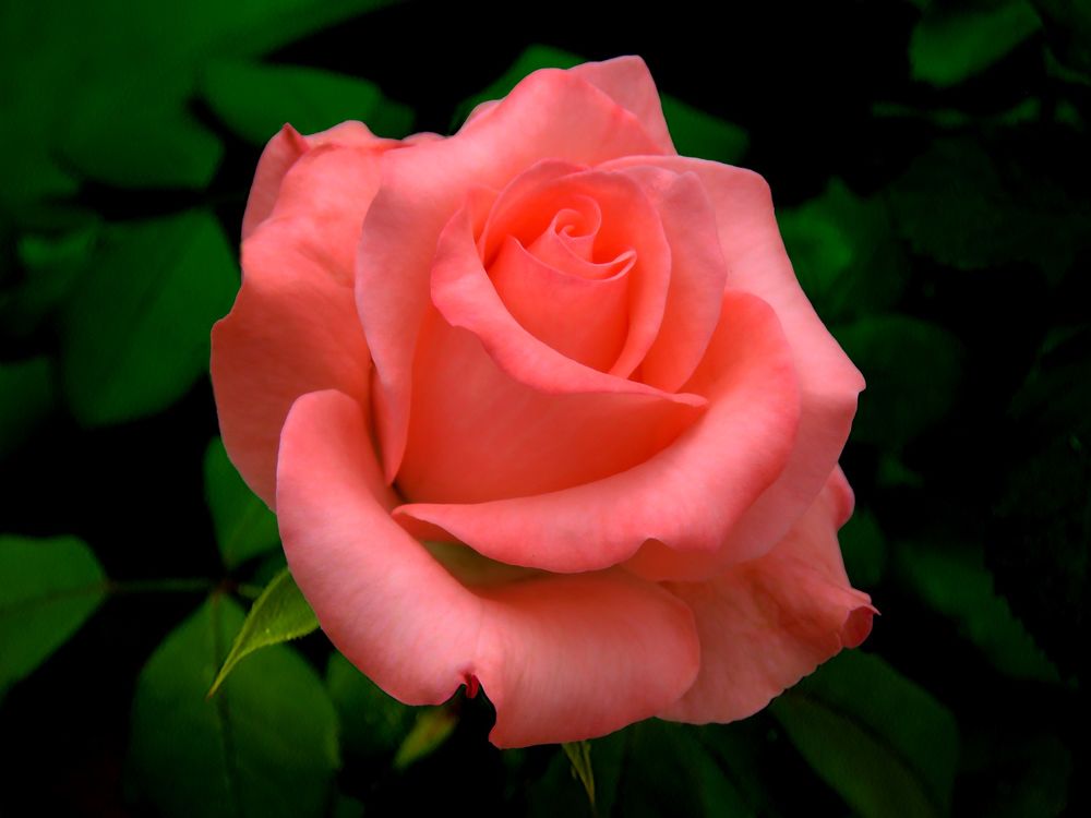 Обои для рабочего стола Розовая роза с листьями, by Suresh Babu Guddanti